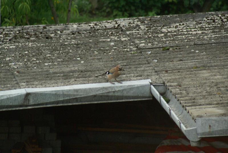DSC04982
