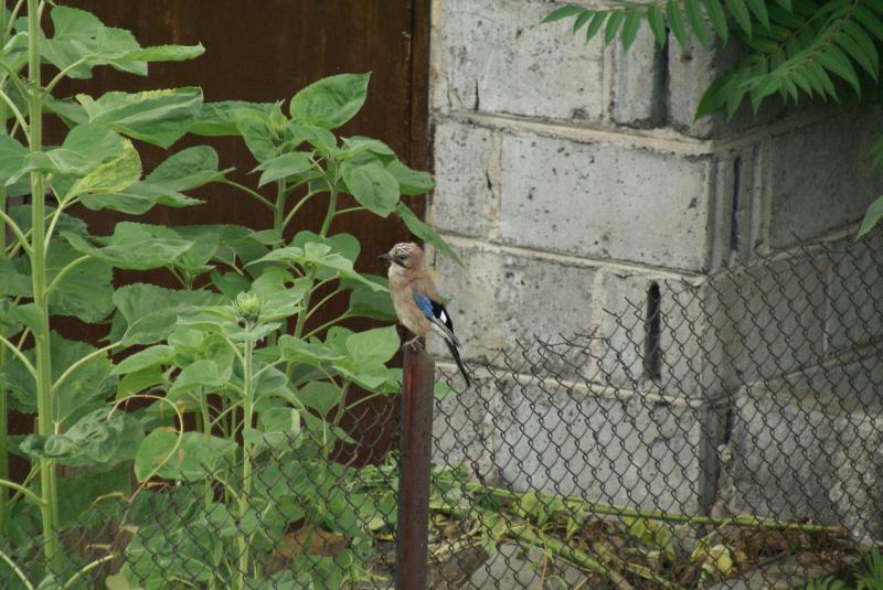 DSC04995